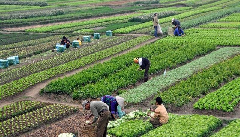 هه‌رێمی كوردستان به‌ نیازه‌ له‌ سێكته‌ری كشتوكاڵییدا، به‌بێ گه‌ڕانه‌وه‌ بۆ به‌غدا، هه‌نگاو بنێت